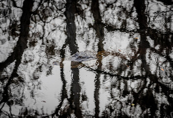 Alligator reflection