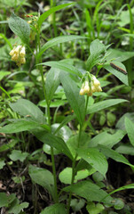 In the forest among the grasses blooms yellow comfrey small cupped (Symphytum microcalyx)
