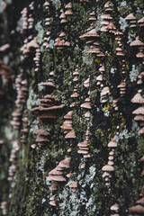 Autumn Mushrooms on Tree Bark Closeup