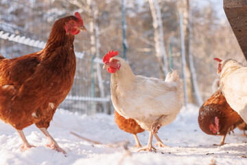 chicken walking on an eco-poultry farm in winter, free-range chicken farm