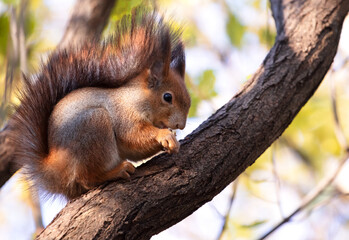 Naklejka na ściany i meble Close-up of European eating red squirrel on the tree