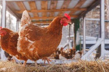 chicken eats feed and grain on eco poultry farm, free range poultry farm