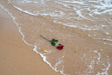 Obraz premium Red rose thrown on the beach sand.