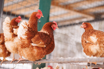 chicken close-up of an eco-poultry farm in winter, free-range chicken farm