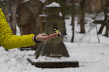 A Great Tit perches on an outstretched hand holding seeds against a snowy backdrop.
