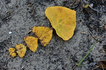 autumn leaves on the ground
