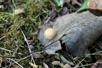 mushroom in the grass