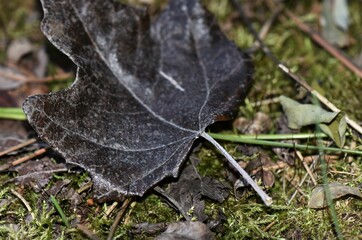 autumn leaves on the ground