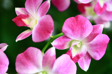 Fototapeta na wymiar colorful Dendrobium or Orchid flowers blooming in the garden 