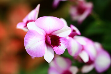 colorful Dendrobium or Orchid flowers blooming in the garden 