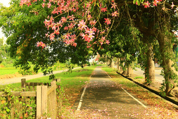 beautiful Scenery with Floss-silk Trees or Silk floss Trees and road,pink flowers blooming on the...