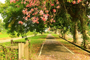 beautiful Scenery with Floss-silk Trees or Silk floss Trees and road,pink flowers blooming on the branches of Floss-silk Trees 