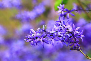 Queen's Wreath or Sandpaper Vine or Purple Wreath or Bluebird Vine flowers blooming on the branches in the garden
