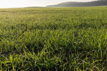 dew drops on the stems of young green wheat in autumn