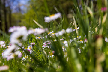 beautiful spring daisies in the green grass