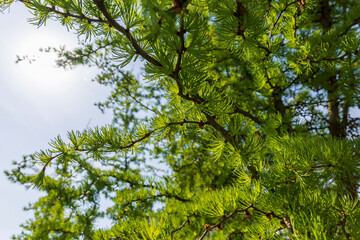 soft green needles on larch in spring, close-up