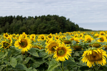 sunflower field in summer during the flowering of sunflower flowers