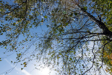 changing the color of foliage on birch trees in autumn weather