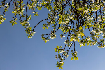 spring garden with cherry blossoms in sunny weather