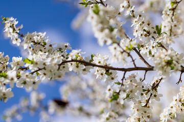 Obraz premium cherry in the orchard blooms with white flowers