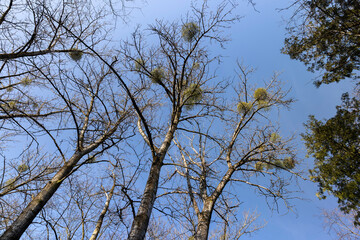 Bare trees in early spring in sunny clear weather