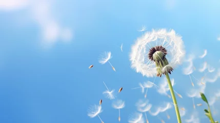 Fotobehang Image of a dandelion in a clear blue sky. © kept