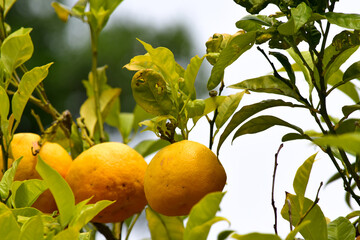 lemon on tree