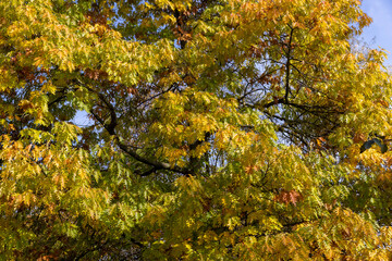 colored oak tree foliage in the autumn season