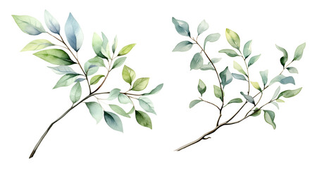 Branch leaf, watercolor clipart illustration with isolated background.