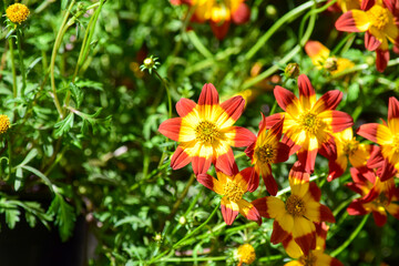 flowers in the garden