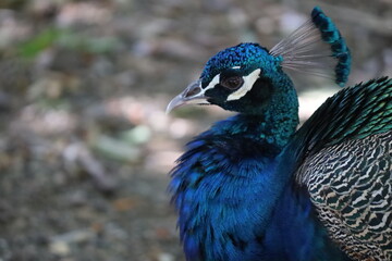 Obraz premium Peacock Portrait