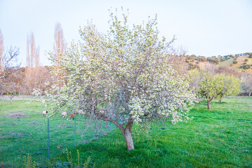 primavera en castilla rios con flores