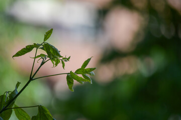 green leaves on a branch