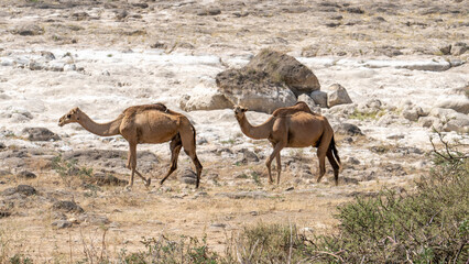 Camels wandering and feeding on grass in the vicinity of a Wadi in Salalah, Oman.