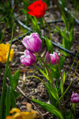 tulipanes en primavera rojos morados