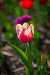 tulipanes en primavera rojos morados