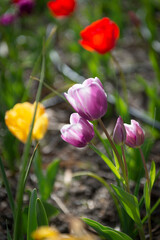 tulipanes en primavera rojos morados