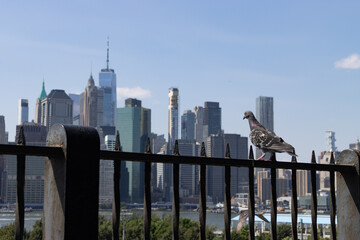 Pigeon along the Brooklyn Heights Promenade with the Lower Manhattan Skyline in New York City - obrazy, fototapety, plakaty