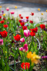 tulipanes en primavera rojos morados