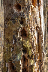 Tree trunk with holes made by the woodpecker. Spring forest. Vertical image.