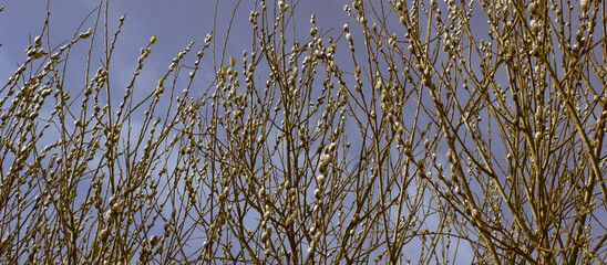 Willow branches with flowers against the blue sky. Conceptual image, panoramic