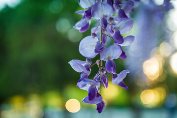 flores moradas primavera alergia parque violetas