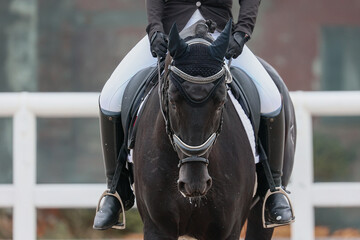 full-face portrait of a black horse during a performance at a dressage competition