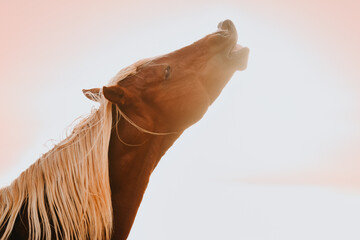 Palomino stallion showing his audience the flehmen response, a way of horses to smell better - obrazy, fototapety, plakaty