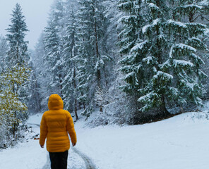 Wandern im Winter durch Wald mit Schnee - obrazy, fototapety, plakaty
