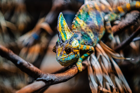 Bright Colorful Cameleon Walking on a Wooden Stick in a Reptile Terrarium