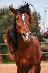 Bay Berber stallion showing his long manes by playful looking at photographer while cantering