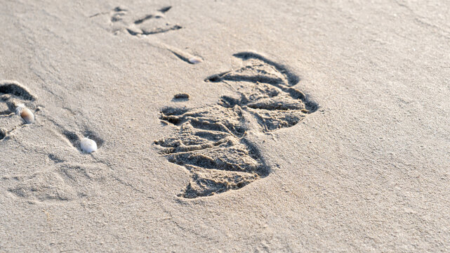 The footsteps of a seagull mark the shore of Salalah.