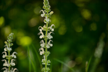 Delicate wildflowers and sunny bokeh in the meadow.