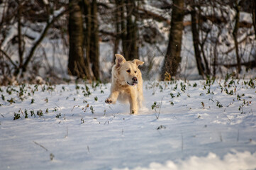 winter landscape and dog playing